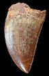 Carcharodontosaurus Tooth - Beautiful little Tooth #40064-1